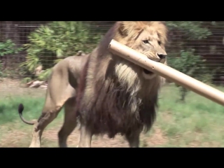 Фейлы больших котов