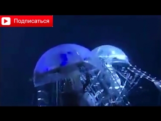 Топ 10 роботов животных. Top 10 robotov zhivotnyih